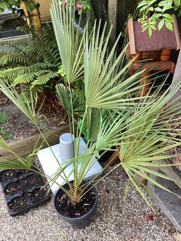 Europese Dwergpalm beschikbaar voor biedingen