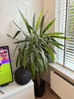 Yucca Elephantipes * Palmlelie, Huis en Inrichting, Kamerplanten, In pot, Yucca, 150 tot 200 cm, Groene kamerplant