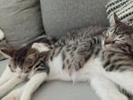 Lieve halve Ragdoll Kittens, Dieren en Toebehoren, Meerdere dieren, Langharig, 0 tot 2 jaar