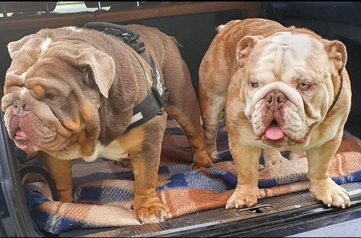 English bulldog dekreuen, Dieren en Toebehoren, Honden | Dekreuen, Reu, Fokker | Hobbymatig, Eén hond, Buitenland, 3 tot 5 jaar