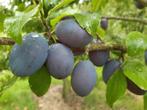 fruitbomen - pruimenbomen te koop, Ophalen, 100 tot 250 cm, Pruimenboom, Lente