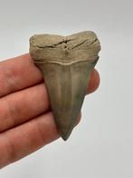 2.53 inch Lee Creek, Aurora Hastalis/Mako, Verzamelen, Mineralen en Fossielen, Ophalen of Verzenden, Mineraal