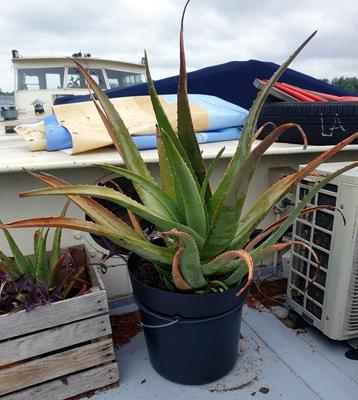 Aloe Vera 1m  beschikbaar voor biedingen