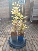 Clematis Vitalba (Bosrank), Ophalen, Zomer, Overige soorten, Halfschaduw