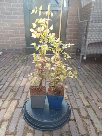 Clematis Vitalba (Bosrank) beschikbaar voor biedingen