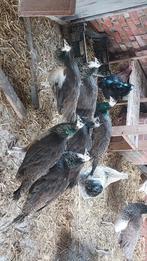 pauwen, Dieren en Toebehoren, Pluimvee, Meerdere dieren, Overige soorten