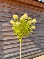 Hydrangea lime light | half stam | hortensia | 80/90/100 cm, In pot, Zomer, Overige soorten, Volle zon