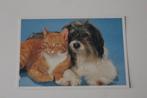 Katten Postkaart - Mix Hondje en rode Poes, Finland Suomi, Verzamelen, Ansichtkaarten | Dieren, Gelopen, Verzenden, 1980 tot heden