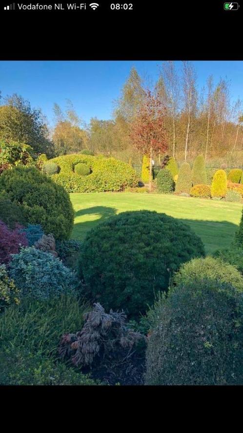 Tuinman aangeboden, Tuin en Terras, Overige Tuin en Terras, Ophalen of Verzenden