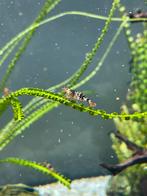 Garnalen te koop aangeboden, Kreeft, Krab of Garnaal, Zoetwatervis, Schoolvis