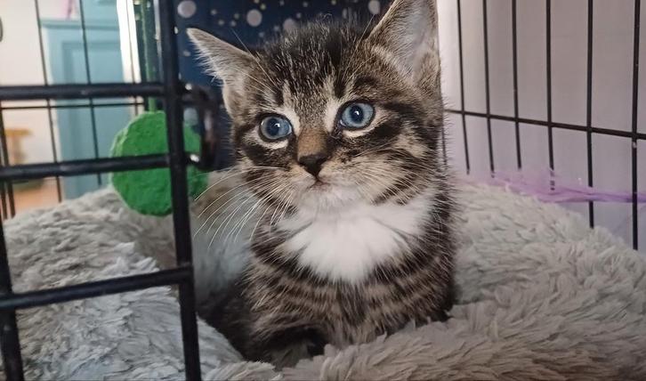 Lieve (half) langharige kittens; Noorse boskat, Siberisch, Dieren en Toebehoren, Katten en Kittens | Overige Katten, Langharig