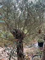 Prachtige oude olijfbomen!, Ophalen