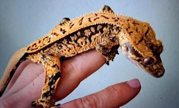 Wimpergekko man, rtb.Pre order Houten beschikbaar voor biedingen