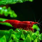 Bloody Mary garnalen, Dieren en Toebehoren, Vissen | Aquariumvissen, Zoetwatervis, Kreeft, Krab of Garnaal, Schoolvis