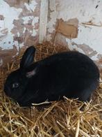 Te koop twee dwergkonijntjes en rexkonijn, Dieren en Toebehoren, Konijnen, Meerdere dieren, Dwerg