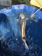 kumonryu Japanse koi, Dieren en Toebehoren, Karper of Koi