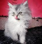 Te koop: Perzisch kitten van Ragdoll moeder – 9 weken oud