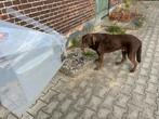 Operatie kap hond groot formaat - voor herstel na operatie., Ophalen, Zo goed als nieuw
