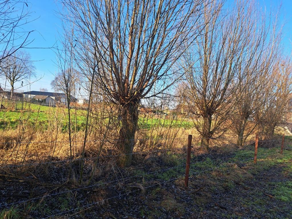 Gratis snoeihout, Tuin en Terras, Planten | Bomen, Ophalen of Verzenden, Volle zon, Overige soorten