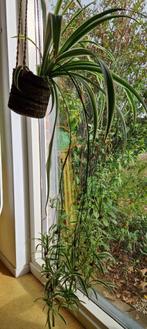 Chlorophytum - sprietplant - graslelie, Huis en Inrichting, Kamerplanten, Groene kamerplant, Ophalen, Overige soorten, Minder dan 100 cm