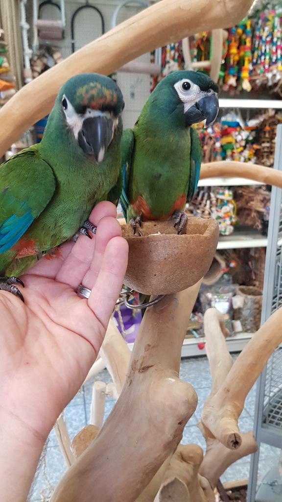 tamme jonge ara maracana, Dieren en Toebehoren, Vogels | Parkieten en Papegaaien, Papegaai, Meerdere dieren, Tam, Geringd