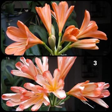 Clivia kruising: White Blush x White Lips  (1 zaailin) beschikbaar voor biedingen