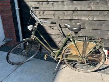 Gazelle  beschikbaar voor biedingen