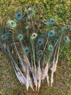 Pauwenveren, Huis en Inrichting, Woonaccessoires | Droogbloemen, Ophalen, Nieuw