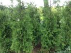Thuja exsalsa is een mooie donkergroene haagconifeer, Ophalen, Conifeer, Haag, Minder dan 100 cm