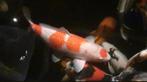 Jumbo 67 cm Leuke maruten kohaku met mooie boddy, Karper of Koi