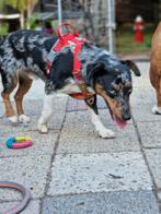 Lieve jack russel (mix), Dieren en Toebehoren, Honden | Jack Russells en Terriërs, Rabiës (hondsdolheid), Jack Russell Terriër