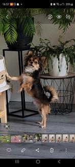 DEKREU Chihuahua, Dieren en Toebehoren, Honden | Dekreuen, Reu, Eén hond, 3 tot 5 jaar, Nederland