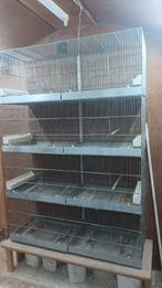 Italiaanse draadkooien, Ophalen, Hout, Vogelkooi