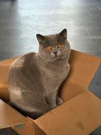 Britse kort en lang haar, Dieren en Toebehoren, Katten en Kittens | Raskatten | Korthaar, Kater, Ontwormd, 0 tot 2 jaar