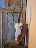 Blesbok schedel jachttrofee, Ophalen of Verzenden, Zo goed als nieuw, Overige soorten, Schedel