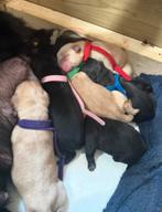 Labrador pups, Dieren en Toebehoren, Honden | Retrievers, Spaniëls en Waterhonden, 8 tot 15 weken, Labrador retriever, Parvo, Meerdere