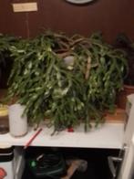 Prachtige  xxxL lid cactus   doed het super goed  het is een, Huis en Inrichting, Kamerplanten, Ophalen of Verzenden, Cactus, Volle zon