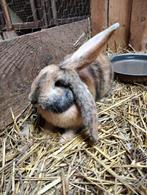 vlaamse reus, Dieren en Toebehoren, Konijnen, Vrouwelijk, Groot, 0 tot 2 jaar