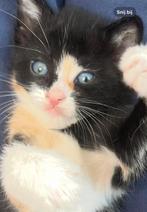 Boerderij kittens aangeboden, Dieren en Toebehoren, Katten en Kittens | Raskatten | Korthaar, Meerdere dieren, Ontwormd