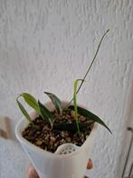 Hoya paradisea, Ophalen, Overige soorten, Minder dan 100 cm