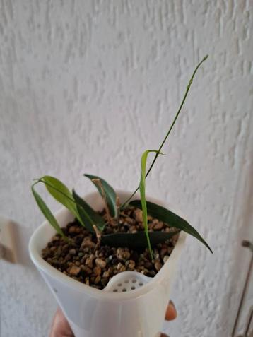 Hoya paradisea  beschikbaar voor biedingen