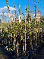 Sierappel boompjes! Malus red sentinel, roze bloem rode appe, In pot, Halfschaduw, Overige soorten, Winter