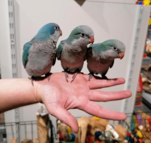 Muisparkieten super tam en echt super lief. ., Dieren en Toebehoren, Vogels | Parkieten en Papegaaien, Papegaai, Meerdere dieren