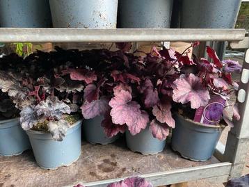 Rode Heuchera beschikbaar voor biedingen