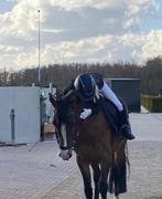 Gezocht/ Verzorg pony of paard, Dieren en Toebehoren, Ophalen of Verzenden