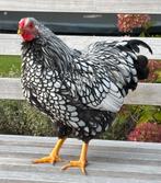 Haan Wyandotte, Dieren en Toebehoren, Pluimvee, Mannelijk, Kip