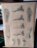 Anatomie voet, Ophalen of Verzenden, Natuur en Biologie