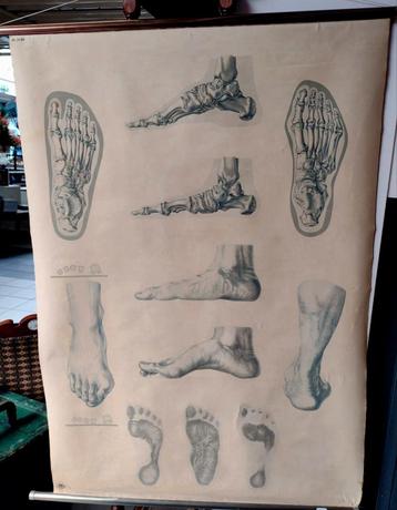 Anatomie voet beschikbaar voor biedingen