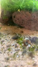 Opzoek naar neocaridina garnalen, Dieren en Toebehoren, Ophalen, Gebruikt, Overige typen
