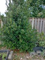 Stekjes te koop, Tuin en Terras, Planten | Tuinplanten, Ophalen, Overige soorten, Halfschaduw